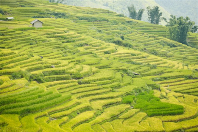 Ngải Thầu, mùa lúa chín, huyện Bát Xát, Lào Cai