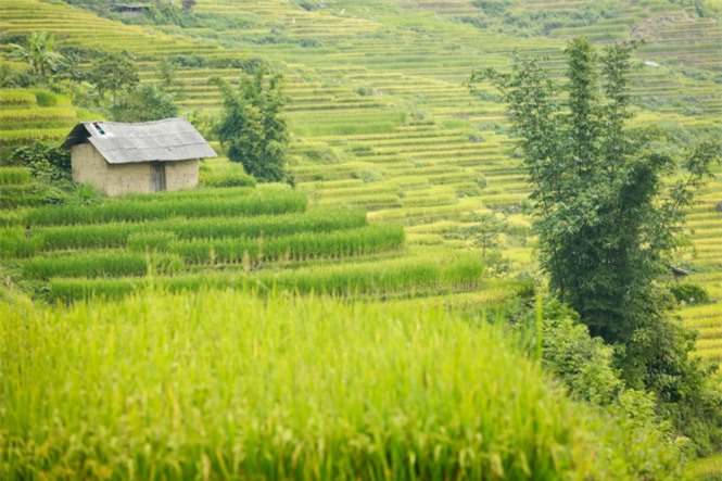 Ngải Thầu, mùa lúa chín, huyện Bát Xát, Lào Cai