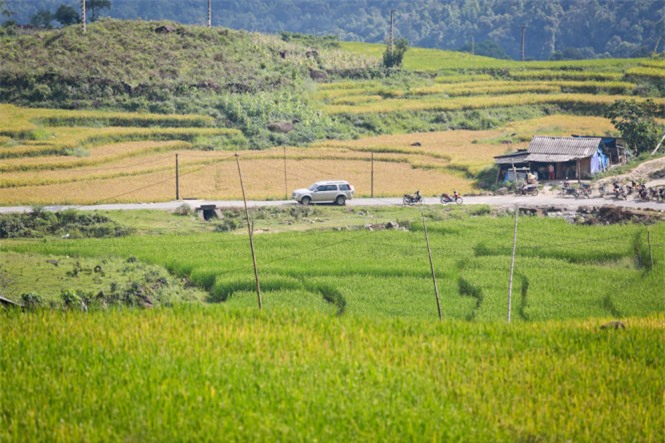 Ngải Thầu, mùa lúa chín, huyện Bát Xát, Lào Cai