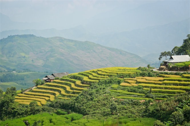 Ngải Thầu, mùa lúa chín, huyện Bát Xát, Lào Cai