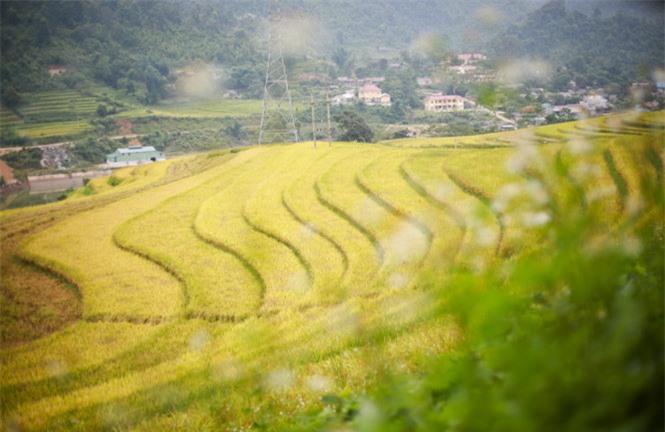 Ngải Thầu, mùa lúa chín, huyện Bát Xát, Lào Cai