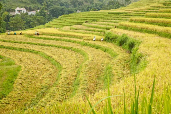 Ngải Thầu, mùa lúa chín, huyện Bát Xát, Lào Cai