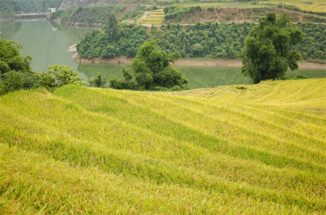 Ngải Thầu, mùa lúa chín, huyện Bát Xát, Lào Cai