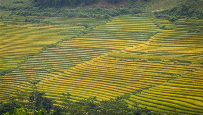 Ngải Thầu, mùa lúa chín, huyện Bát Xát, Lào Cai