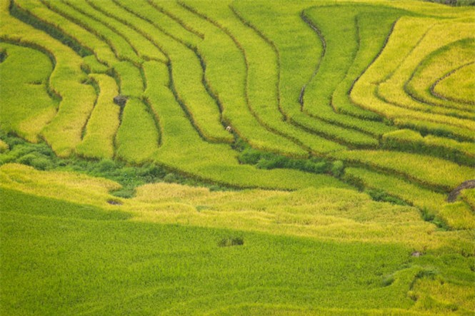 Ngải Thầu, mùa lúa chín, huyện Bát Xát, Lào Cai