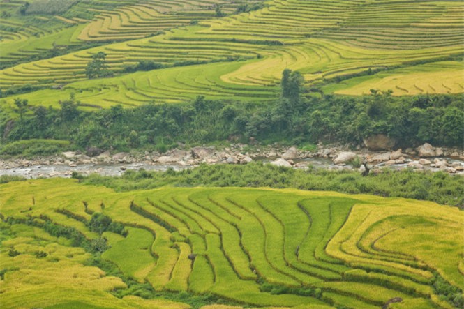 Ngải Thầu, mùa lúa chín, huyện Bát Xát, Lào Cai