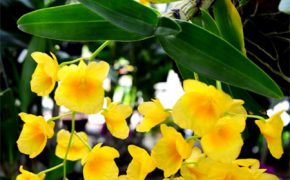 Ngắm các loại hoa lan khoe sắc đón Xuân