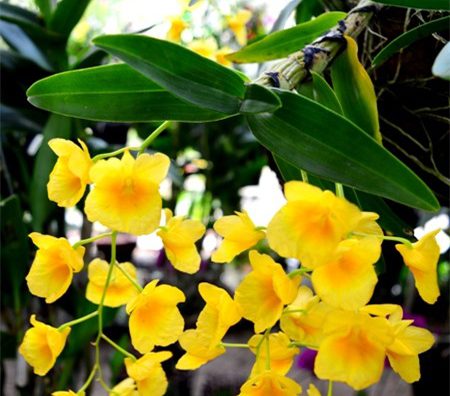 Ngắm các loại hoa lan khoe sắc đón Xuân