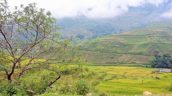 Bạn sẽ có dịp bắt gặp vẻ đẹp "bồng lai tiên cảnh" của những cánh đồng lúa chín vàng theo từng bậc thang được vẽ nên bởi những "họa sĩ chân đất" ở đây. 