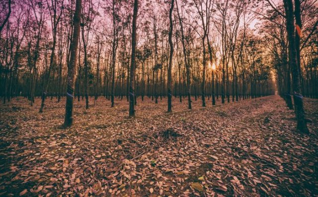 Đẹp mê hồn những khu rừng đậm sắc thu