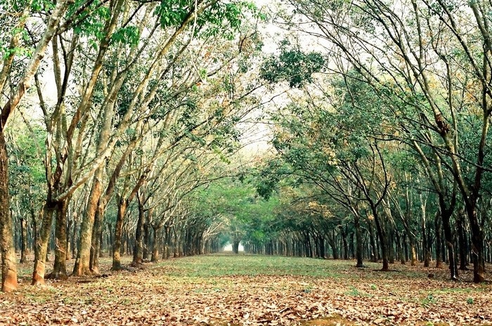 Rừng cao su mùa thu thay lá - Ảnh: Ngo Hoang Hiep