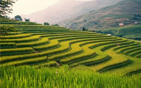 “Săn ảnh mùa vàng” trên những cung đường phương Bắc