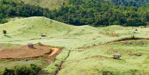 tet-duong-san-may-ta-xua-ngam-cai-moc-chau-2