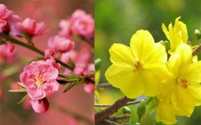 Sự khác biệt giữa Tết miền Bắc và Tết miền Nam