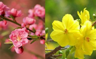 Sự khác biệt giữa Tết miền Bắc và Tết miền Nam