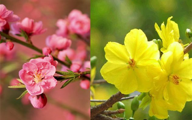 Sự khác biệt giữa Tết miền Bắc và Tết miền Nam