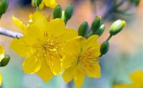 Tết miền Nam có gì đặc biệt?