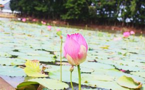 Thăm Búng Bình Thiên ngắm bông nhút rực rỡ mùa nước nổi