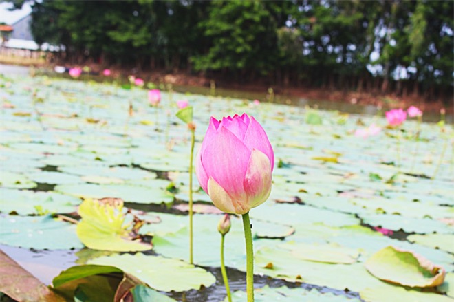 Búng Bình Thiên, du lịch An Giang, bông nhút, mùa nước nổi, du lịch miền Tây