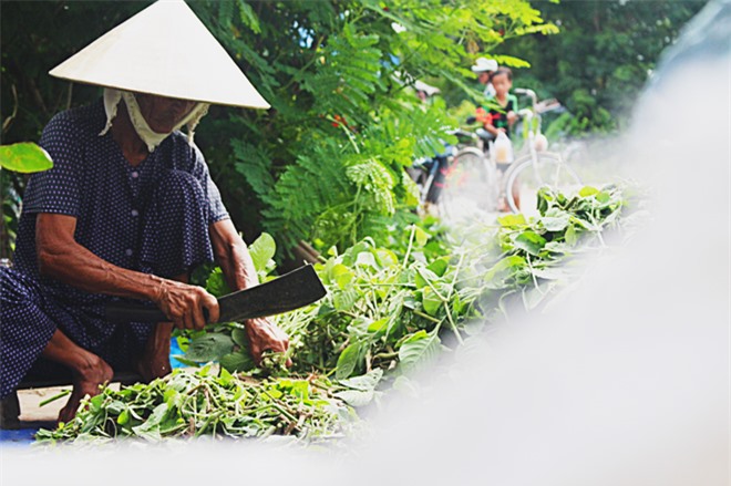 Búng Bình Thiên, du lịch An Giang, bông nhút, mùa nước nổi, du lịch miền Tây