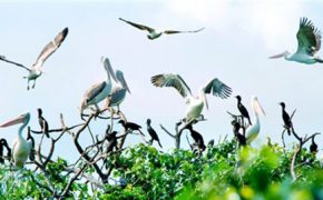 Thăm khu du lịch sinh thái nổi tiếng ở Bạc Liêu