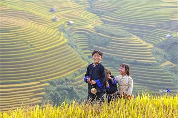 Mỗi năm cứ đến độ thu về là những nương lúa bậc thang vốn đã kỳ vĩ tại Mù Cang Chải lại được dát vàng một màu no ấm. Vào dịp này, nương lúa giống hệt như sân chơi của lũ trẻ.