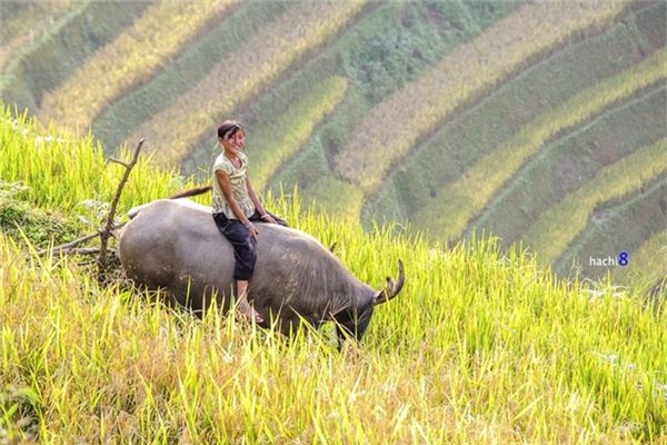 Một em bé chăn trâu giữa mùa vàng.