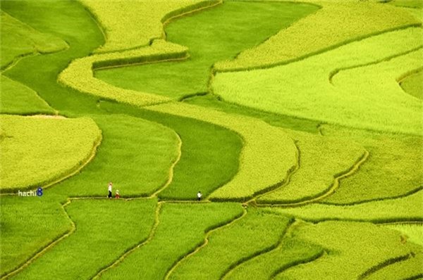 Khung cảnh thu vùng cao rực rỡ sắc màu và trong lành quá đỗi, cùng với đó là những nụ cười sảng khoái của lũ trẻ.