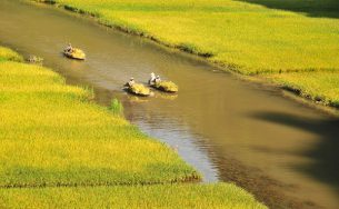 Hút hồn mùa lúa chín ở Tràng An