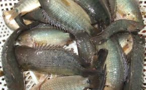 Xôi cá rô, món ngon của đất Thành Nam