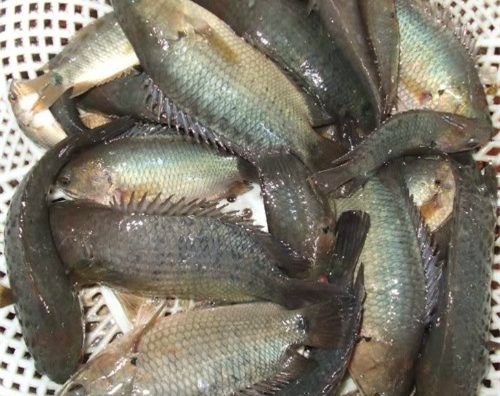 Xôi cá rô, món ngon của đất Thành Nam