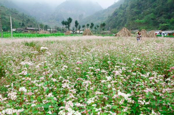 hoa tam giác mạch