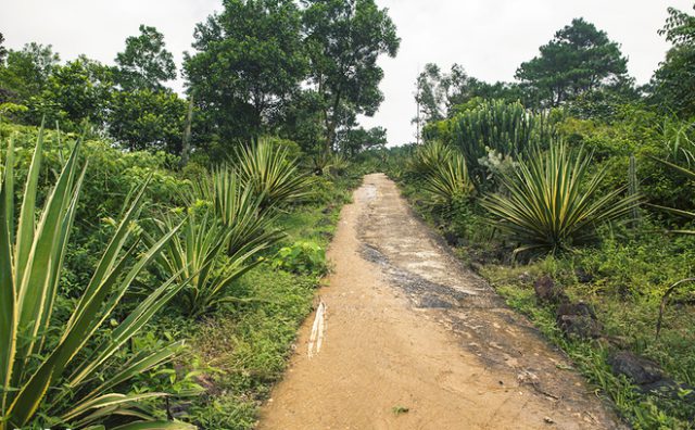‘Công viên kỷ Jura’ thu nhỏ ấn tượng ở Hà Nội