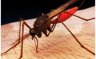 Phòng tránh và xử lý côn trùng cắn khi đi phượt