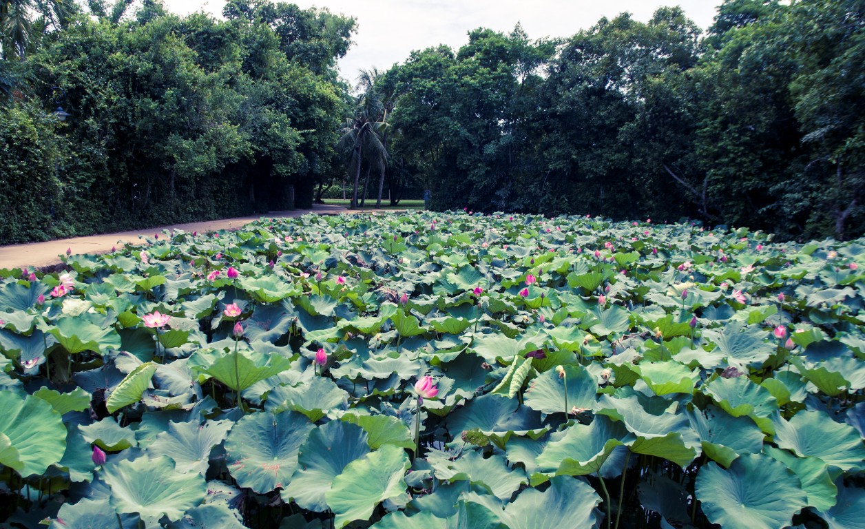 Di tích làng Sen – Ảnh: dulichvietnam