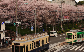 7 địa điểm ngắm hoa anh đảo đẹp nhất Tokyo, Nhật Bản