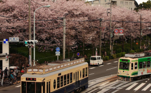 7 địa điểm ngắm hoa anh đảo đẹp nhất Tokyo, Nhật Bản