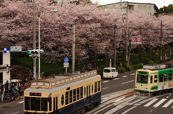 7 địa điểm ngắm hoa anh đảo đẹp nhất Tokyo, Nhật Bản