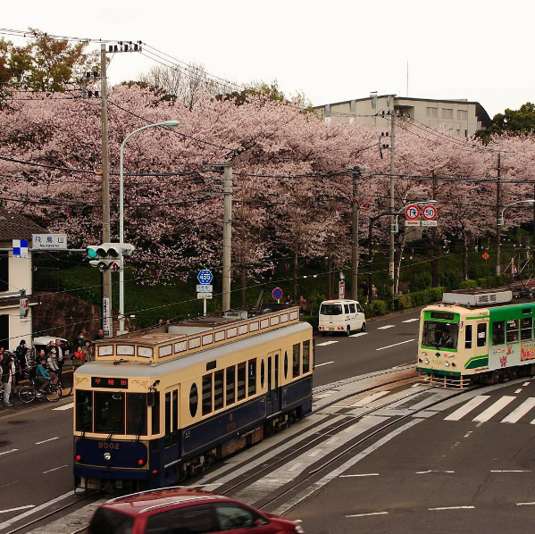 Nếu bạn muốn ghé thăm nơi ngắm hoa anh đào xưa nhất Tokyo thì đừng bỏ qua công viên Asukayama. Công viên này có gần 650 cây anh đào trồng quanh ngọn đồi và lối đi với không gian mở nằm giữa trở thành nơi lý tưởng cho việc ngắm hoa anh đào hoặc dạo quanh buổi tối với ánh đèn lung linh.