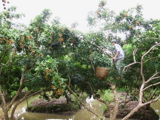 Cù lao Long Trị Trà Vinh