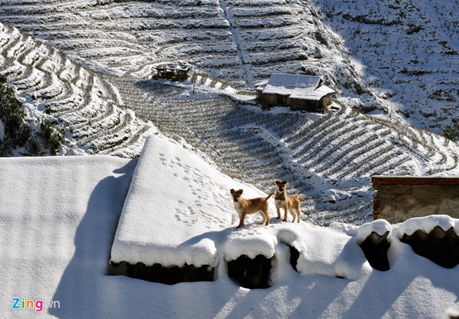 Thời điểm này năm 2013, tuyết từng phủ trắng Sapa. Ảnh : Zing