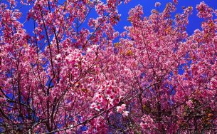 5 Điểm đến ở Việt Nam không thể bỏ lỡ trong năm 2016