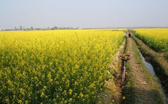 Đẹp mê mẩn màu vàng thu ở Việt Nam