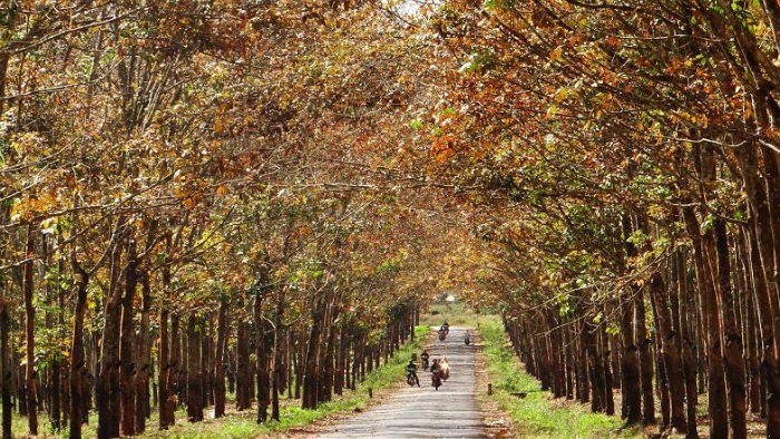 Trên trời là những tán lá đã chuyển dần sang cam, còn dưới mặt đất là một lớp lá khô vàng úa, càng khiến khung cảnh trở nên rực rỡ, thơ mộng. - Ảnh: Sưu tầm