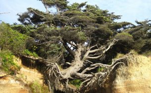 ‘Cây chạy trốn’ ở Washington