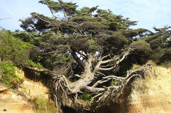 ‘Cây chạy trốn’ ở Washington