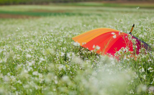 Ngẩn ngơ với những sắc hoa nở rộ vào mùa đông -phần 1