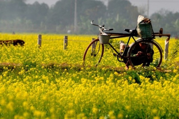  Chân trời hoa cải an yên như thế tại làng quê Hồng Lý, Thái Bình- Ảnh: Mai Thanh Hải