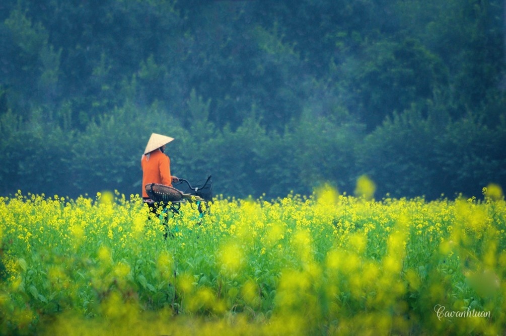 Hà Nội cũng có cánh đồng hoa cải vàng….- Ảnh: Cao Anh Tuấn