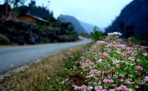 Tháng 10 rủ nhau đi Hà Giang ngắm hoa tam giác mạch